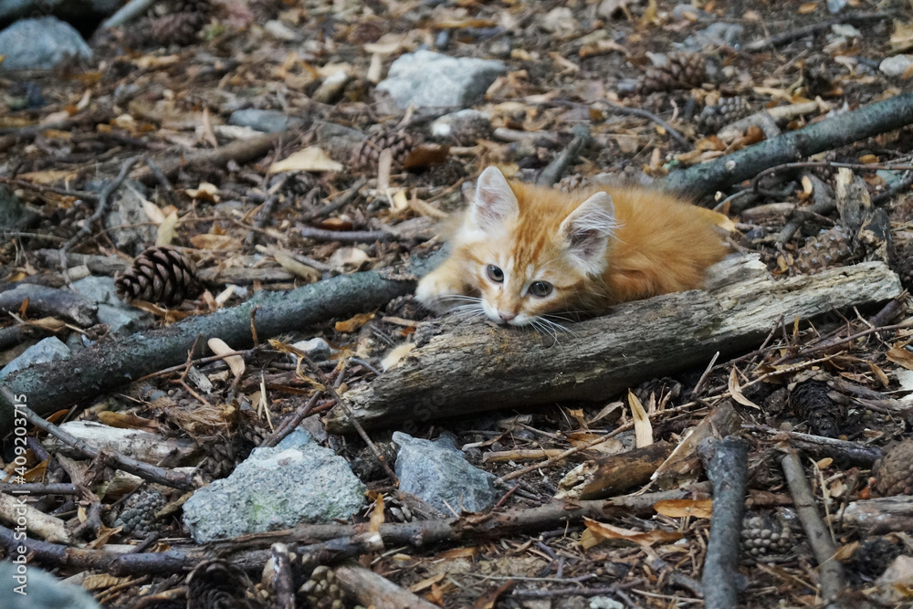 kitten kitten