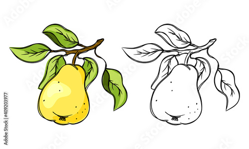 Pear sketch. Black and color fruit on branch with leaves. Set of hand drawn clipart. Botanic print, poster, element for farm packaging. Isolated vector illustration, white background