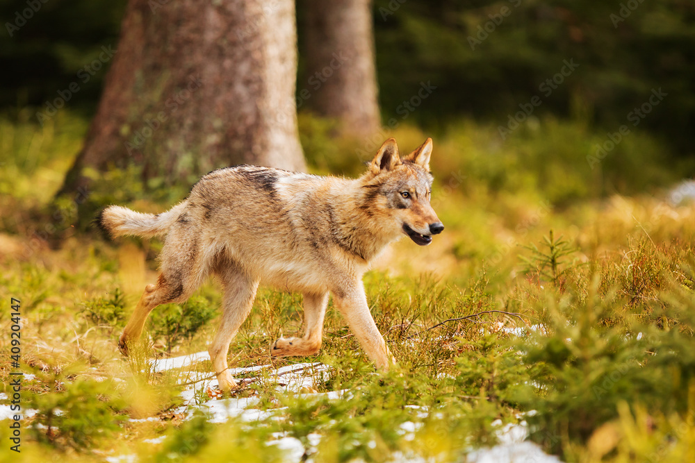 male gray wolf (Canis lupus) running away