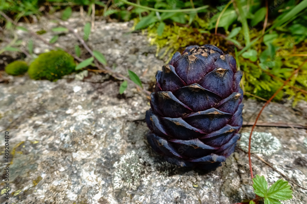 Obraz premium large fresh stone pine on a rock found while hiking