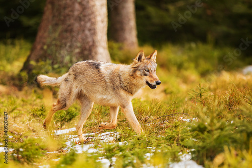 male gray wolf  Canis lupus  running away