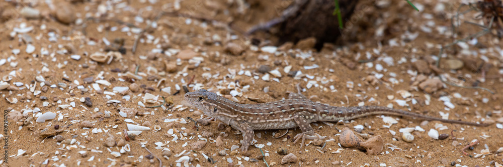Steppe Runner Lizard or Eremias arguta on sand Steppe Runner Lizard or Eremias arguta on sand