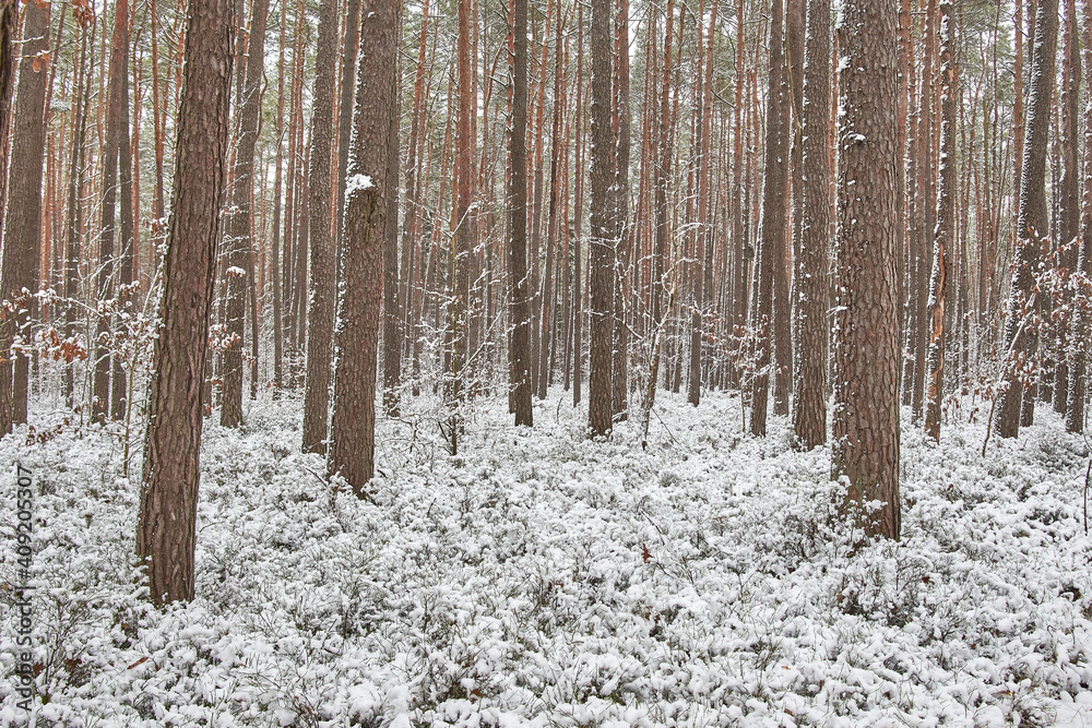 Beautiful forest covered with snow	