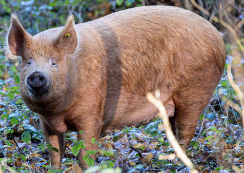 Tamworth pig in a wood