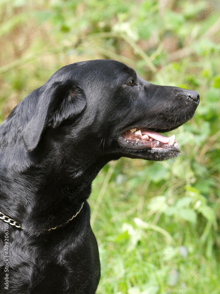 Black Labrador