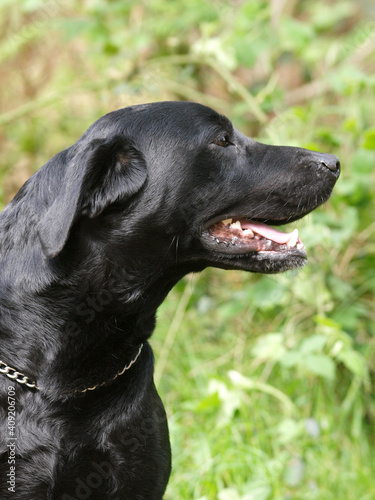 Black Labrador