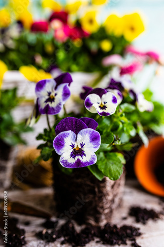 The first spring colorful pansy flowers ready for planting.