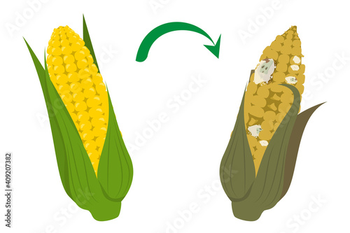 Fresh ripe corn becomes rotten and bad vector isolated. Overripe harvest on farm. Product with fungus and mold on it. Delicious golden corn.