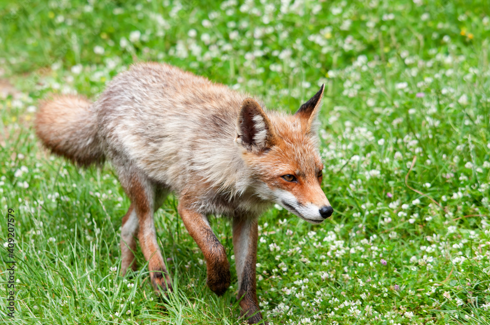 Fototapeta premium red Fox (vulpus vulpes) hunting.
