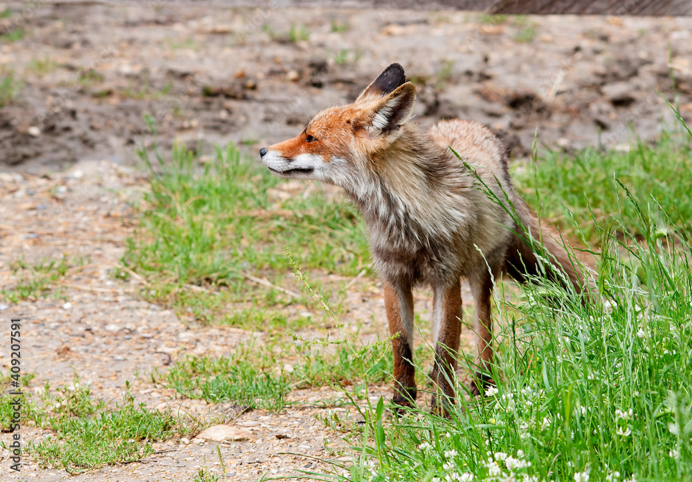 red Fox (vulpus vulpes)
hunting. red Fox (vulpus vulpes)
hunting.