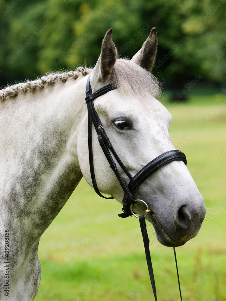 Obraz premium Grey Horse Headshot