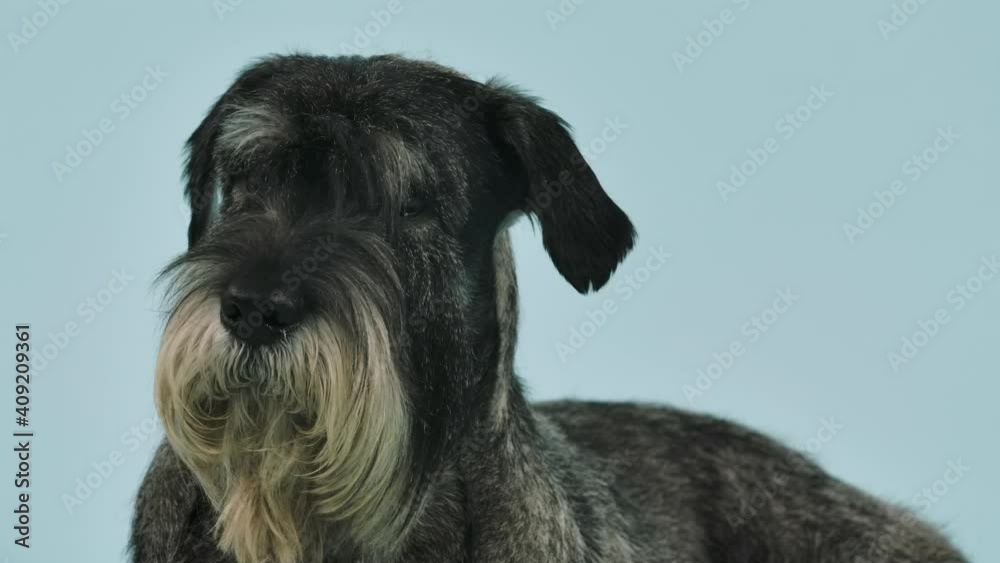 Mittelschnauzer is posing in the studio on a bluish background. The dog lies, looks ahead, turns its head and barks. Slow motion. Close up. Mittelschnauzer is posing in the studio on a bluish background. The dog lies, looks ahead, turns its head and barks. Slow motion. Close up.