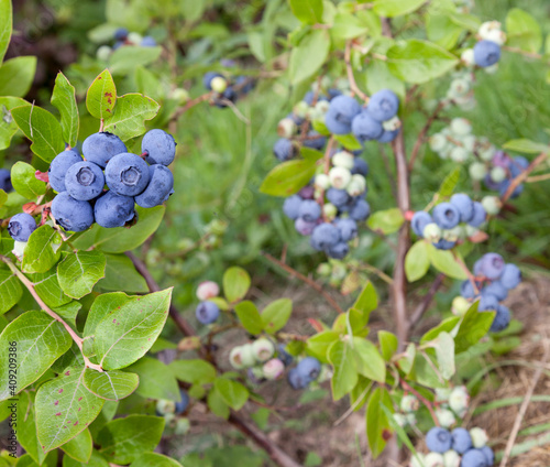 Gardening blueberries. Berry bushes in the garden. Different degrees of ripening berries