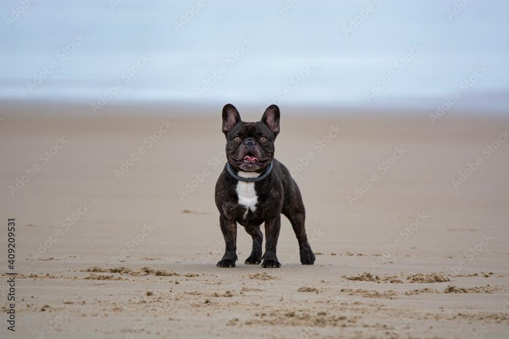 French bulldog dog staring in the sand on the beach with blue skies French bulldog dog staring in the sand on the beach with blue skies
