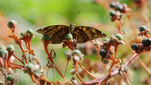 Satyr butterfly perched on flower - close up macro shot photo