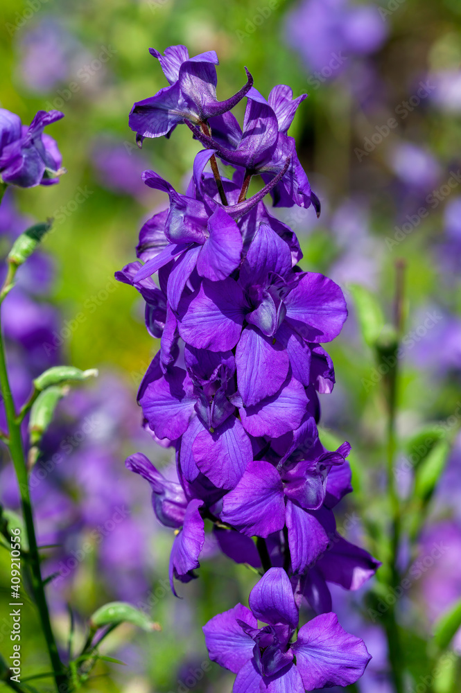 Consolida regalis var paniculatum a summer flowering plant with a purple blue summertime flower commonly known as larkspur, stock photo image
