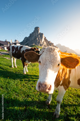 Face of cow on a mountain pasture. Colorful morning view Alps. Switzerland, Europe. Austrian alp, Salzburger Land, Austria