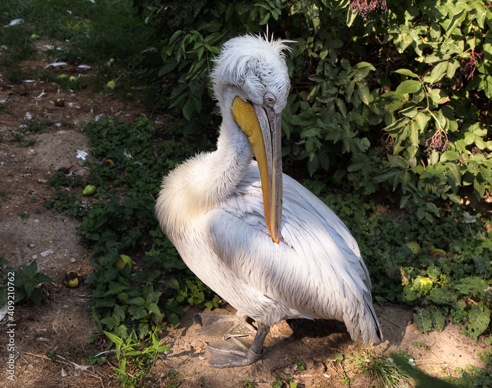 Great white pelican preens it's flight feathers. Pelecanus crispus with yellow long beak. Zoo birds.