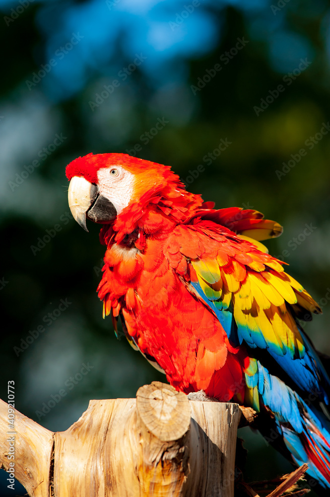 Obraz premium red and blue macaw