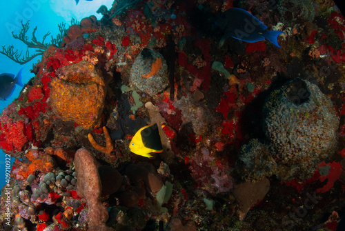 Fototapeta Naklejka Na Ścianę i Meble -  coral reef and fish