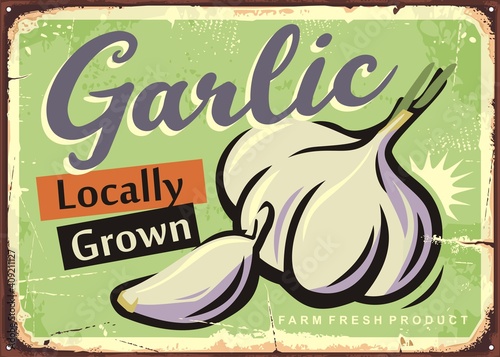 Locally grown garlic retro sign design for farm fresh vegetables. Organic natural product advertisement. Vector retro market poster.