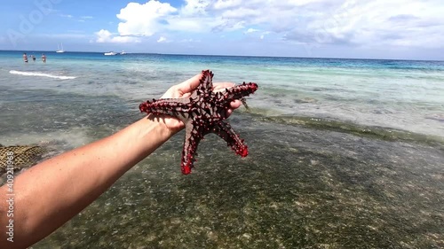 Zanzibar. A colorful starfish, Oreaster reticulatus, crawls slowly across a shallow, sandy seafloor in the Indian Ocean. photo