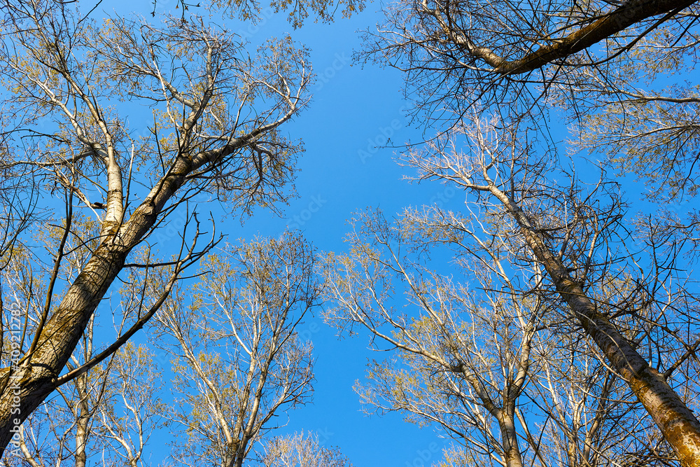 Bottom view of trunks and tops of leafless poplar in autumn with blue sky at spring Populus canadensis Bottom view of trunks and tops of leafless poplar in autumn with blue sky at spring Populus canadensis