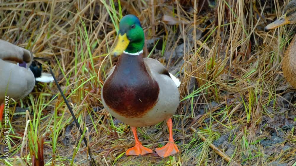 Close up of the male mallard duck on the grass. Nordic nature.