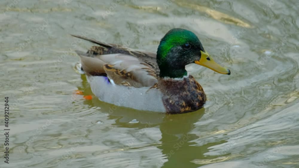 Close-up of the male mallard duck on the water. Nordic nature.