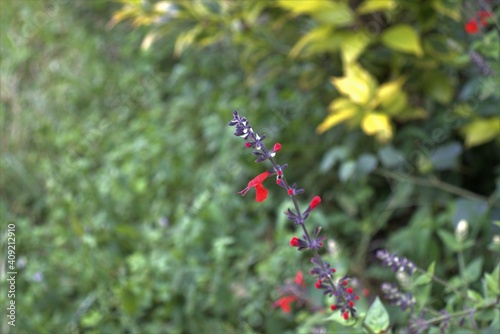 A lone red flower in a sea of green and yellow foliage