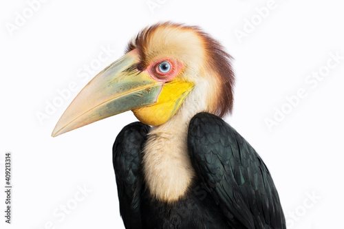 Close up of wreathed hornbill bird (Aceros Undulatus) on white background photo