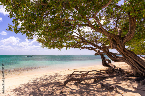 Tree on a beach on Aruba