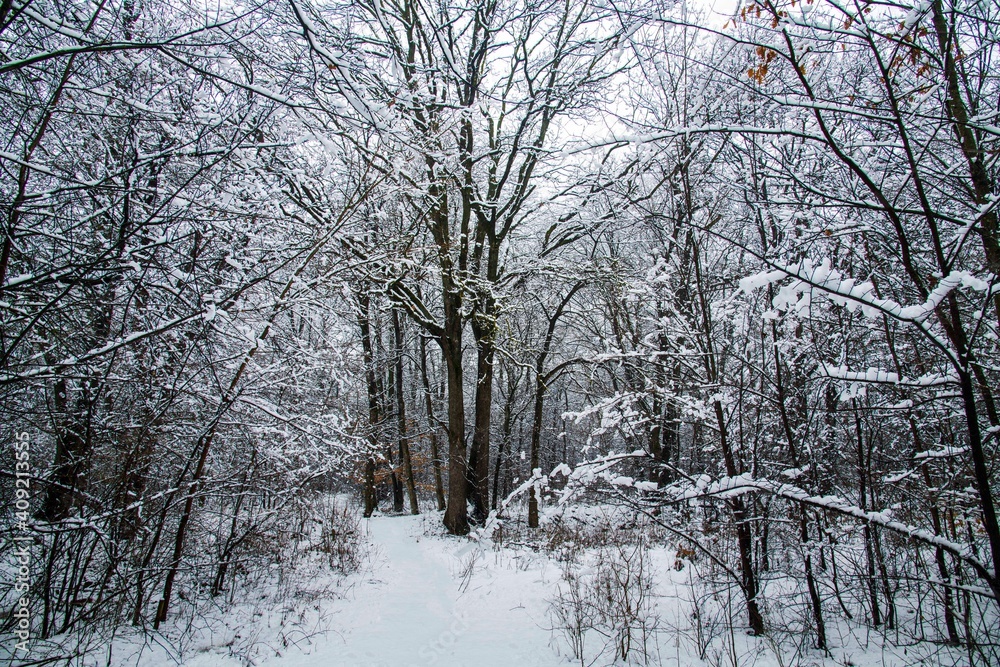Winter landscape with falling snow. Snow forest, snow is falling. Christmas Winter New Year background magnificent scenery. Cold temperature Winter landscape with falling snow. Snow forest, snow is falling. Christmas Winter New Year background magnificent scenery. Cold temperature