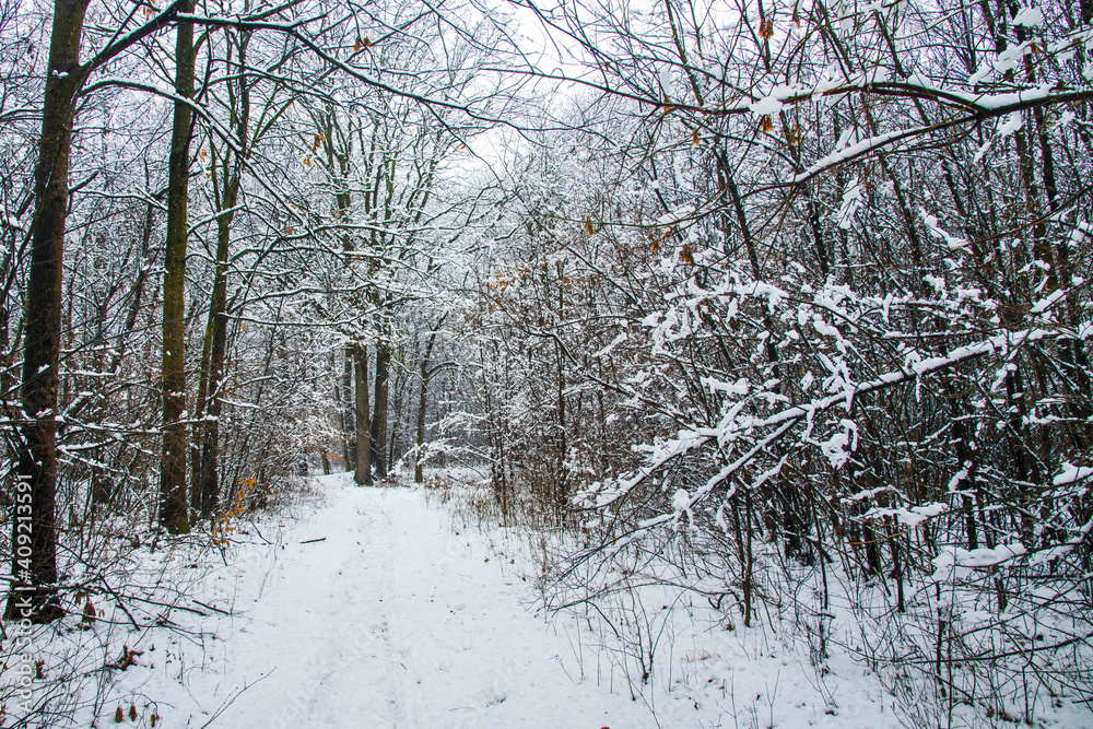 Fototapeta premium Winter landscape with falling snow. Snow forest, snow is falling. Christmas Winter New Year background magnificent scenery. Cold temperature