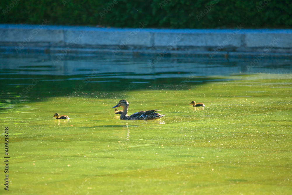Ducklings with mom swimming together Ducklings with mom swimming together