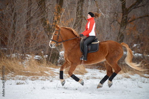 A girl rider trains riding on her horse in the snowy winter. © sheikoevgeniya