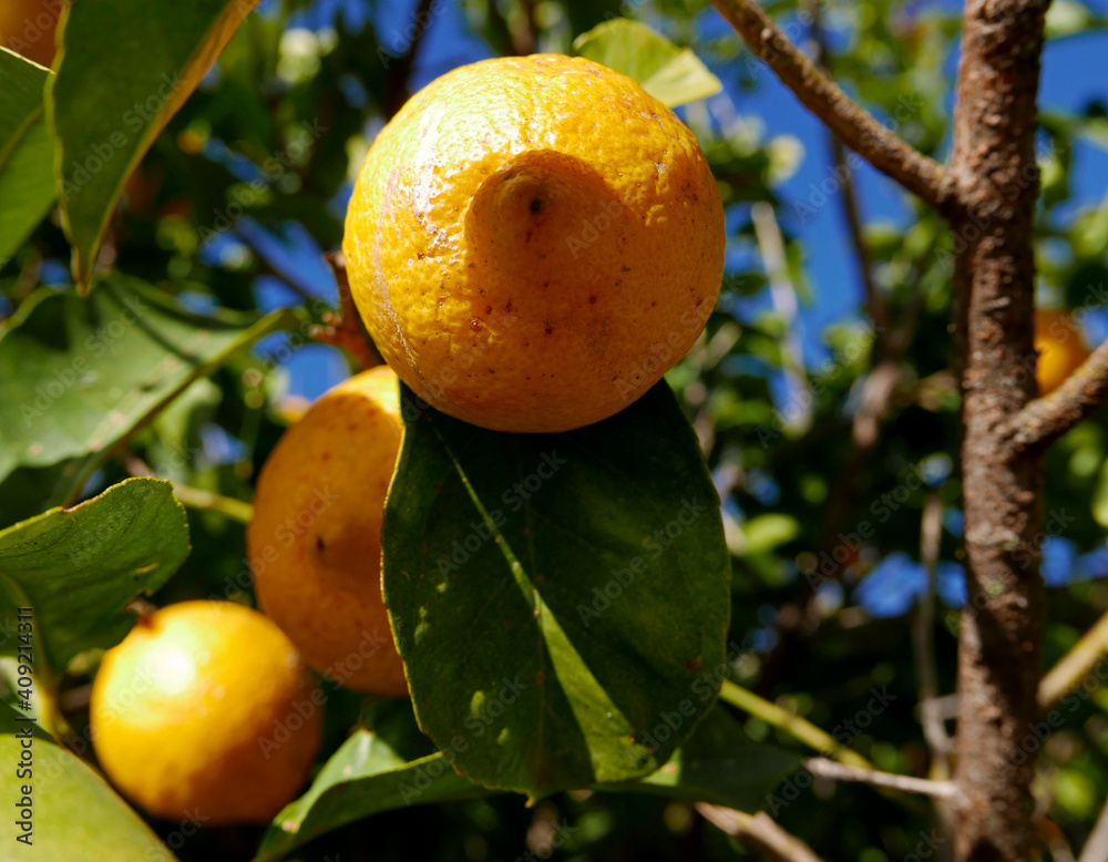 ramo di albero di limone illuminato dal sole
