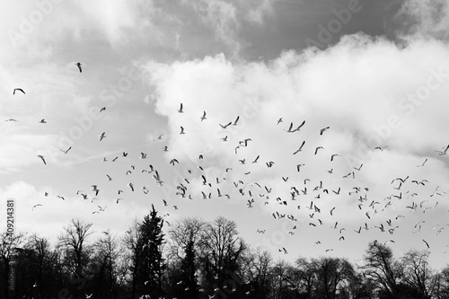 Cielo nublado repleto de pájaros