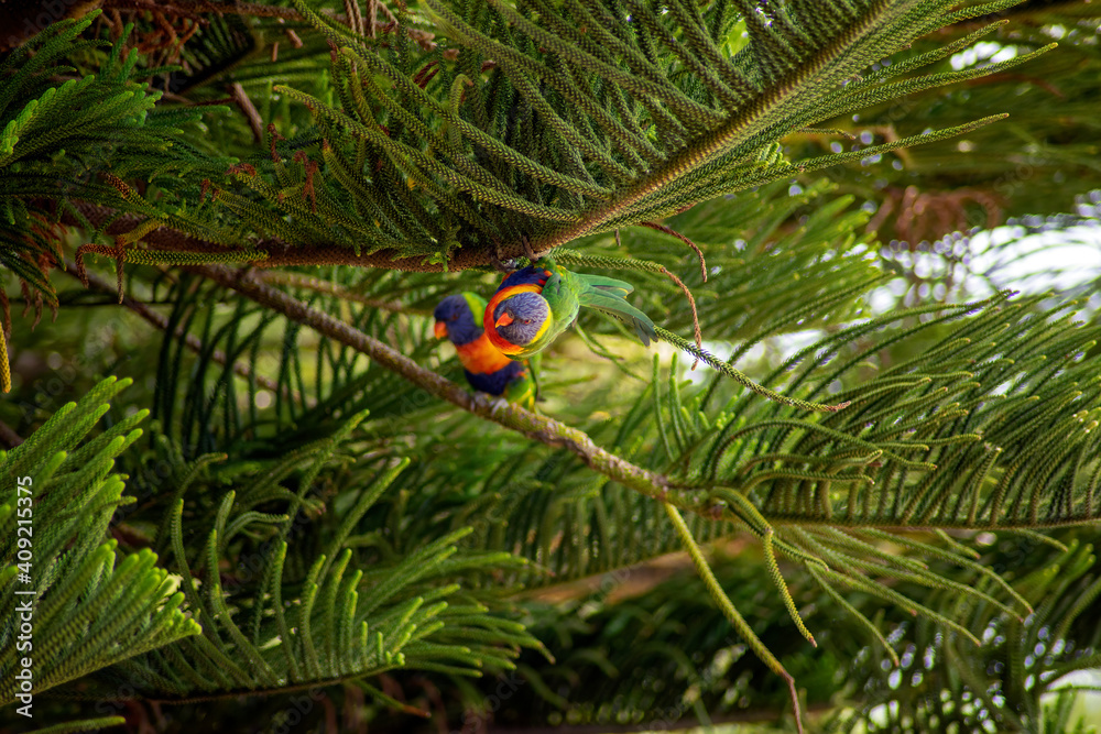 Rainbow lorikeet (trichoglossus moluccanus) in the branches of a Norfolk Island Pine (araucaria heterophylla) Rainbow lorikeet (trichoglossus moluccanus) in the branches of a Norfolk Island Pine (araucaria heterophylla)