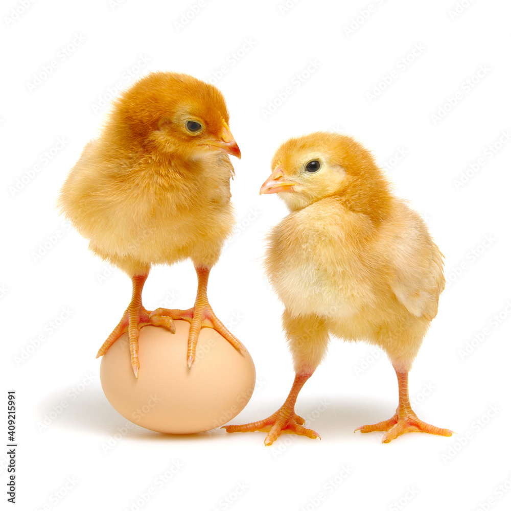 brown egg and chicks isolated on a white - obrazy, fototapety, plakaty 