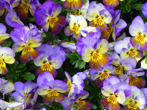 colourful purple and yellow horned violets © Isla