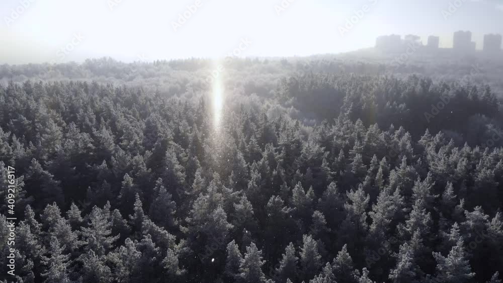 Winter nature concept. Aerial view of a winter forest Winter nature concept. Aerial view of a winter forest