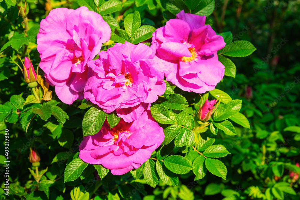 Fototapeta premium The blooming wild rose bush