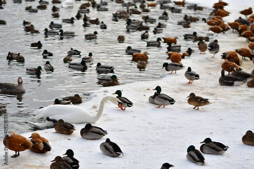 Many different birds on the ice of the lake in the city park