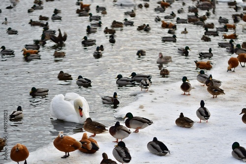 White swan among many ducks on the ice of a lake in a city park