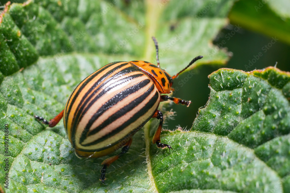 Crop pest, the Colorado potato beetle sits on the leaves of potatoes Crop pest, the Colorado potato beetle sits on the leaves of potatoes