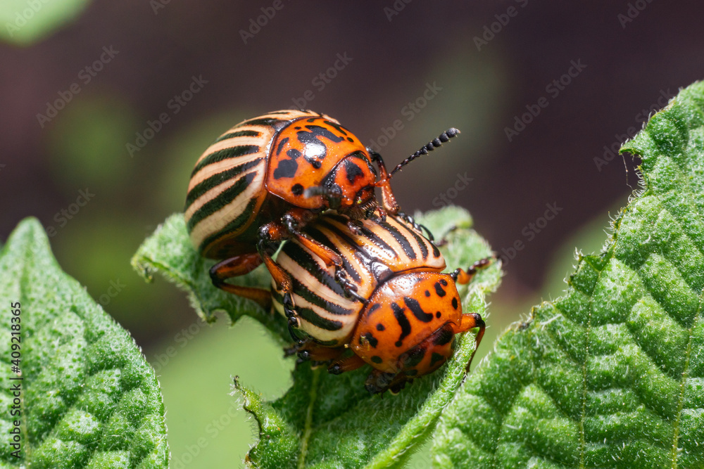 Crop pest, the Colorado potato beetle sits on the leaves of potatoes Crop pest, the Colorado potato beetle sits on the leaves of potatoes