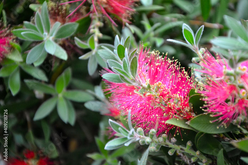 Beautiful fresh flowers. Calliandra haematocephala plant. Albizia. Mimosa. Calliandra eriophylla flower. Summer nature. Garden, park or wild nature plant. photo