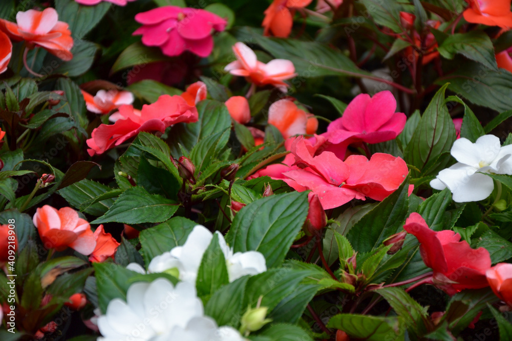 Impatiens walleriana flowers. Beautiful fresh flowers. Summer nature. Garden, park or wild nature plant. Impatiens walleriana flowers. Beautiful fresh flowers. Summer nature. Garden, park or wild nature plant.