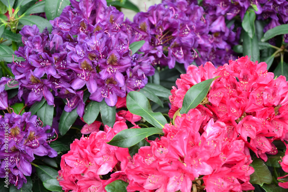 Rhododendron flowers. Rhododendron catawbiense grandiflorum. Wilgens ruby and roseum elegans blossom. Beautiful fresh flowers. Garden, park or wild nature plant.